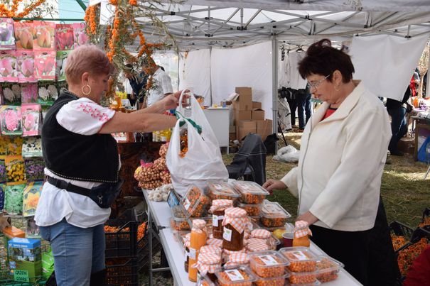 Cultura de catina, reteta succesului in agricultura